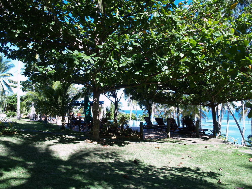 Anda White Anda (Visayas)