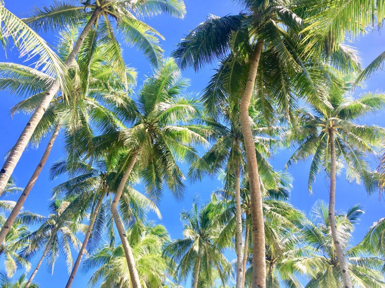 Anda White Anda (Visayas)